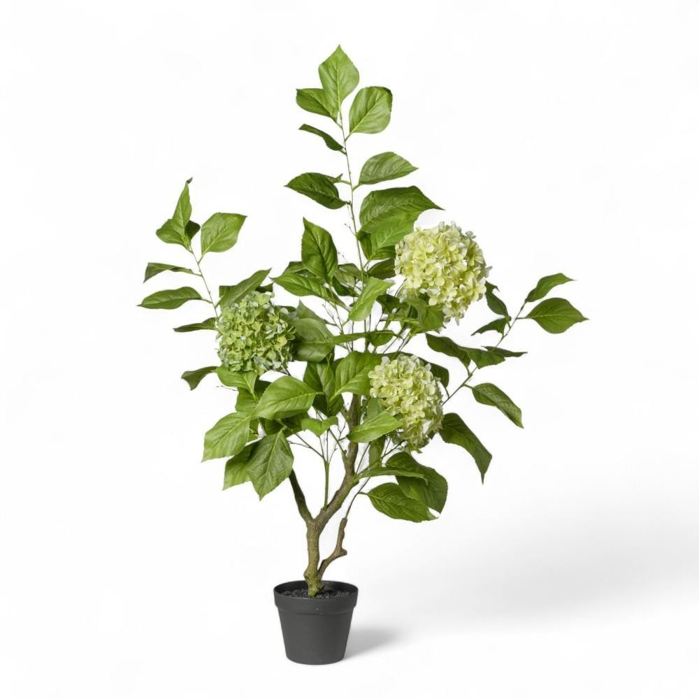 PIANTA ORTENSIA IN VASO CM108